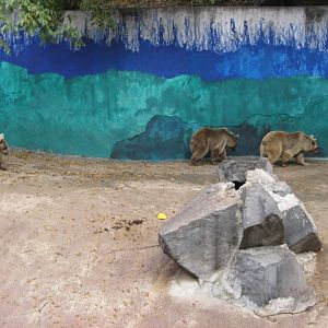 Syrian brown bear Exhibit( Armenia )  Yerevan zoo