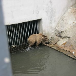 Syrian brown bear Exhibit( Armenia ) Yerevan zoo