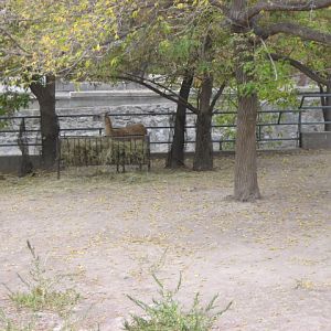 Guanaco Exhibit ( Armenia ) Yerevan zoo
