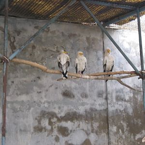 Egyptian vulture( Armenia ) Yerevan zoo