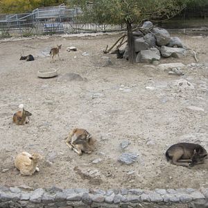 common fallow deer ( Armenia ) Yerevan zoo