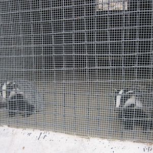 badger( Armenia ) Yerevan zoo