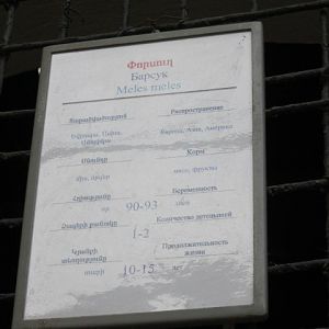 badger panel( Armenia ) Yerevan zoo