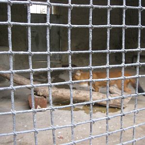 dohle( Armenia ) Yerevan zoo