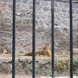 amur tiger( Armenia ) Yerevan zoo