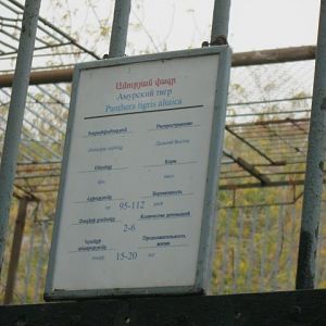 amur tiger panel( Armenia ) Yerevan zoo
