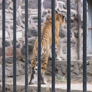 amur tiger ( Armenia ) Yerevan zoo