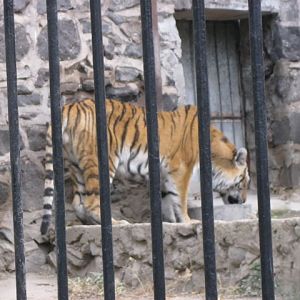 amur tiger( Armenia ) Yerevan zoo