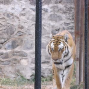 amur tiger( Armenia ) Yerevan zoo