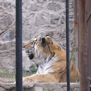 amur tiger( Armenia ) Yerevan zoo