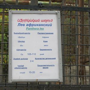 lion panel( Armenia ) Yerevan zoo