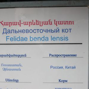 felidae benda lensis( Armenia ) Yerevan zoo