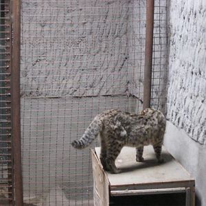 felidae benda lensis( Armenia ) Yerevan zoo