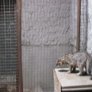 felidae benda lensis( Armenia ) Yerevan zoo