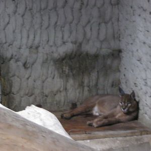caracal( Armenia ) Yerevan zoo