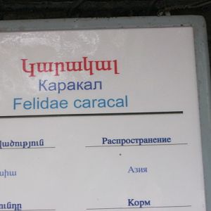 caracal panel( Armenia ) Yerevan zoo