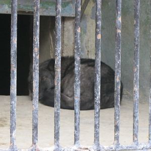 black wolf ( Armenia ) Yerevan zoo