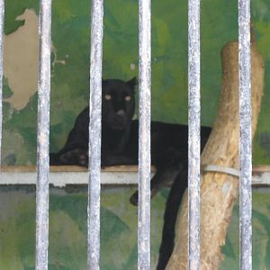 black leopard ( Armenia ) Yerevan zoo
