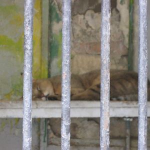 jungle cat -Felis chaus( Armenia ) Yerevan zoo