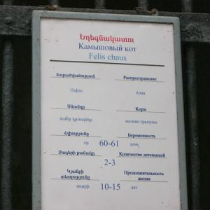 Forest Cats panel( Armenia ) Yerevan zoo