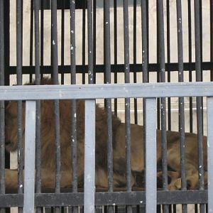 african lion( Armenia ) Yerevan zoo