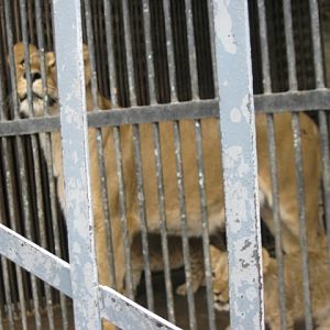 african lion ( Armenia ) Yerevan zoo