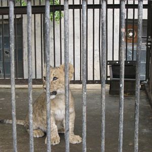 african lion ( Armenia ) Yerevan zoo
