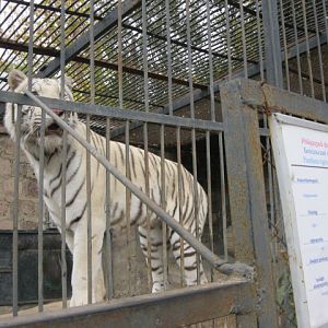 bengal tiger ( Armenia ) Yerevan zoo
