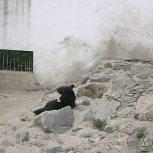 asian black bear Exhibit( Armenia )  Yerevan zoo