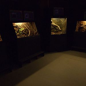 sioux city Venom Center Gran Canaria