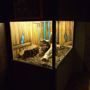 sioux city Venom Center Gran Canaria