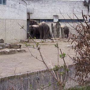 Asian elephants
