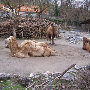 Camel