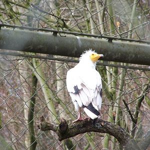 Egyptian vulture