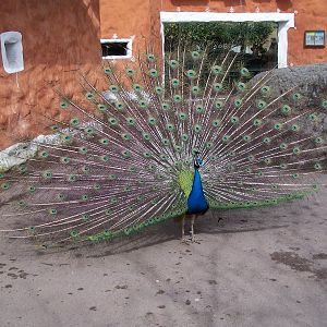 Peacock India