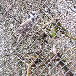 hawk owl - 2