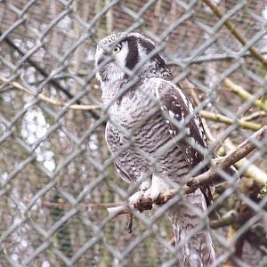 hawk owl - 3