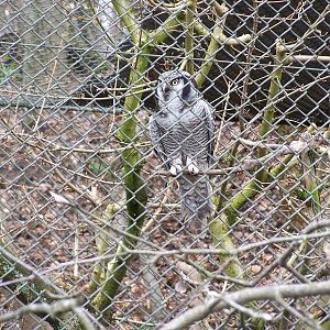 hawk owl - 4