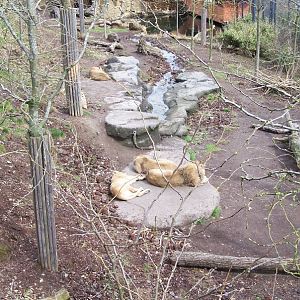 lion Exhibit