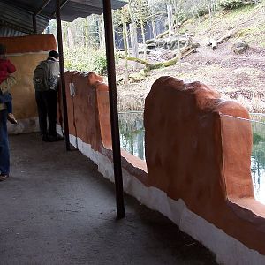 lion Exhibit