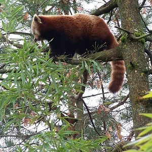 red panda