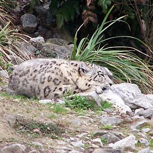 snow leopard