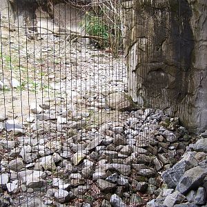 snow leopard Exhibit