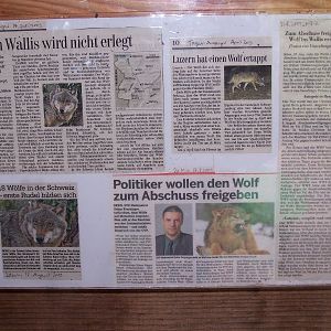 mongolian wolf panel