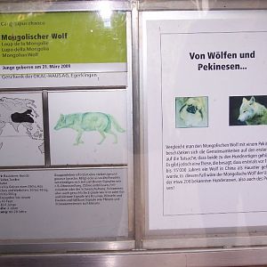 mongolian wolf panel