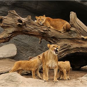 Lions at Hamburg