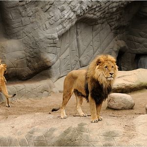 Lions at Hamburg