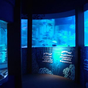 Shoaling Room at SeaLife Berlin, 05/09/11