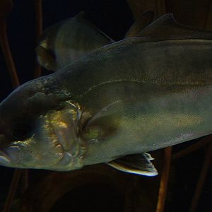 Amberjack at SeaLife Berlin, 05/09/11