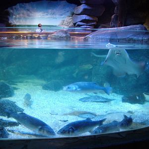 Bay of Rays at SeaLife Berlin, 05/09/11